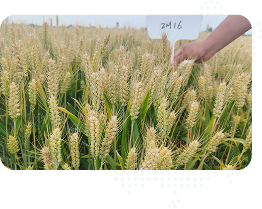 多年專注于種子繁育